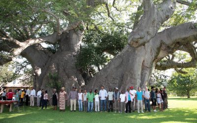 The Baobab Tree