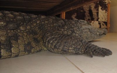 There is a crocodile under my bed!