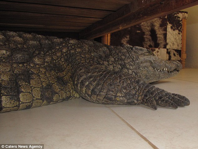 There is a crocodile under my bed!