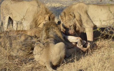 Bizarre lion behaviour in the Okavango Delta