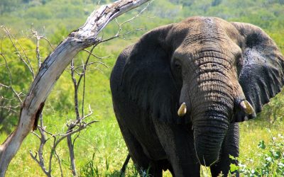 Drones Will Soon Monitor Endangered Animals in Africa