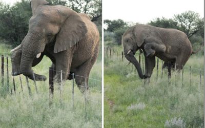 Namibian elephant in farmlands subject of hunting debate