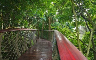 Head into the clouds! The Kirstenbosch “Boomslang”!