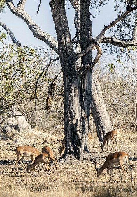 The incredible moment a leopard leaps from a tree to snare a spot of lunch.
