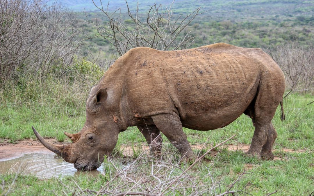Do you like your rhinos canned or wild?