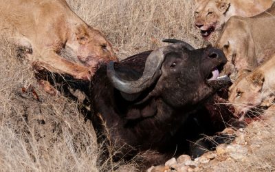 A brave Buffalo stands up to a Lion Pride!