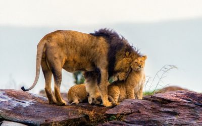 The Tragedy of Cecil