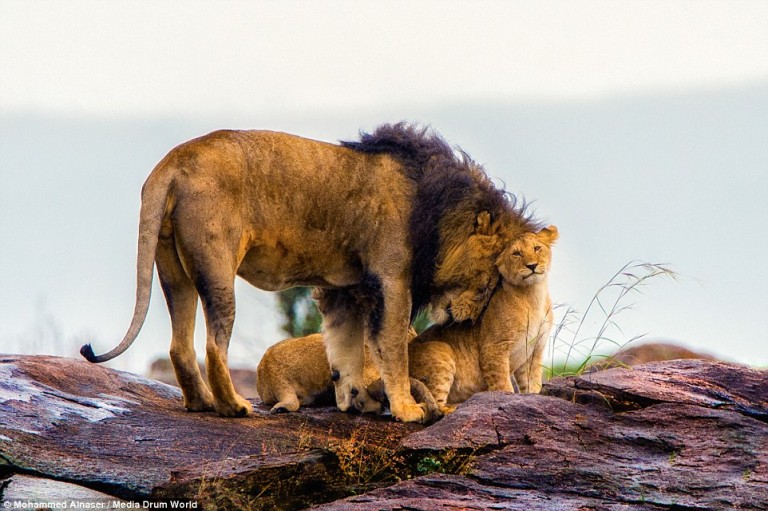 The Tragedy of Cecil