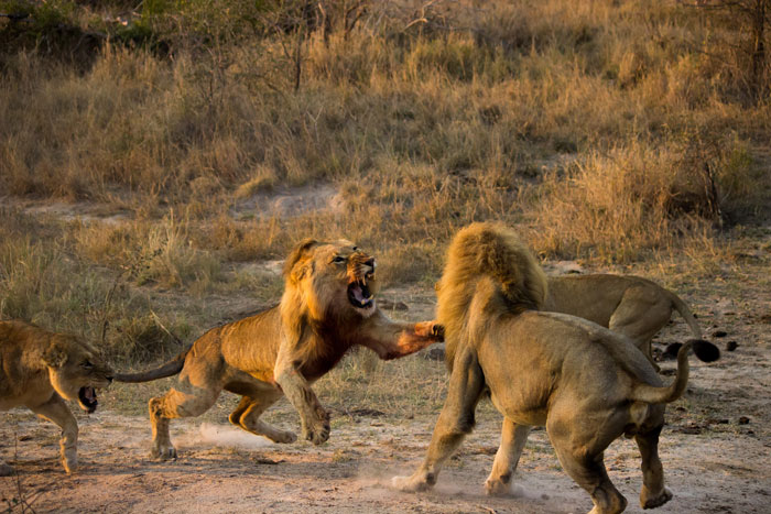 Male lion dispute