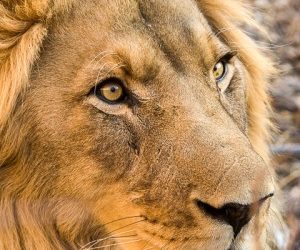 Lionizing Cecil Makes Us Feel Good, But a Trophy Hunting Ban Will Accelerate Slaughter