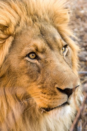 Lionizing Cecil Makes Us Feel Good, But a Trophy Hunting Ban Will Accelerate Slaughter