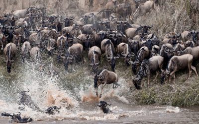 The wonders of the Serengeti migration