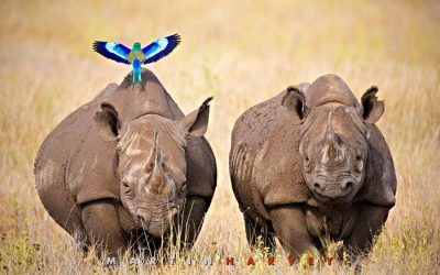 Beauty and the beast. But rhinos are pretty special too!