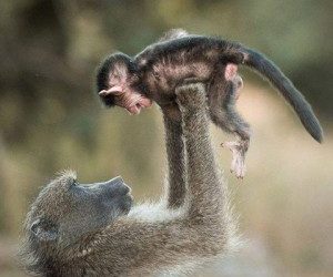 Baboons are wonderful mothers.