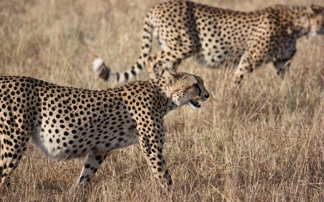 How cheetahs modify their behaviour to fool lions!