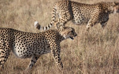 How cheetahs modify their behaviour to fool lions!