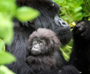 Gorilla numbers in East Africa are up