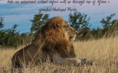 Take an unhurried virtual safari with us through one of Africa’s greatest National Parks!
